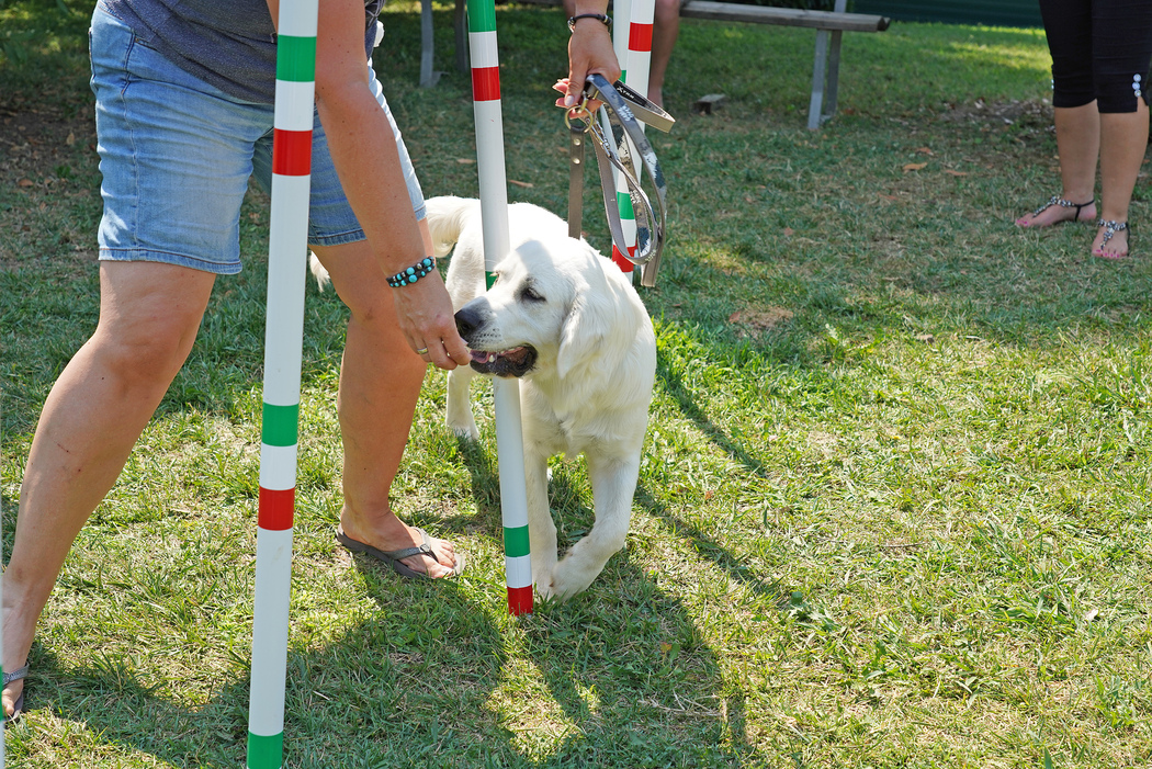NUOVI ATTREZZI AGILITY DOG